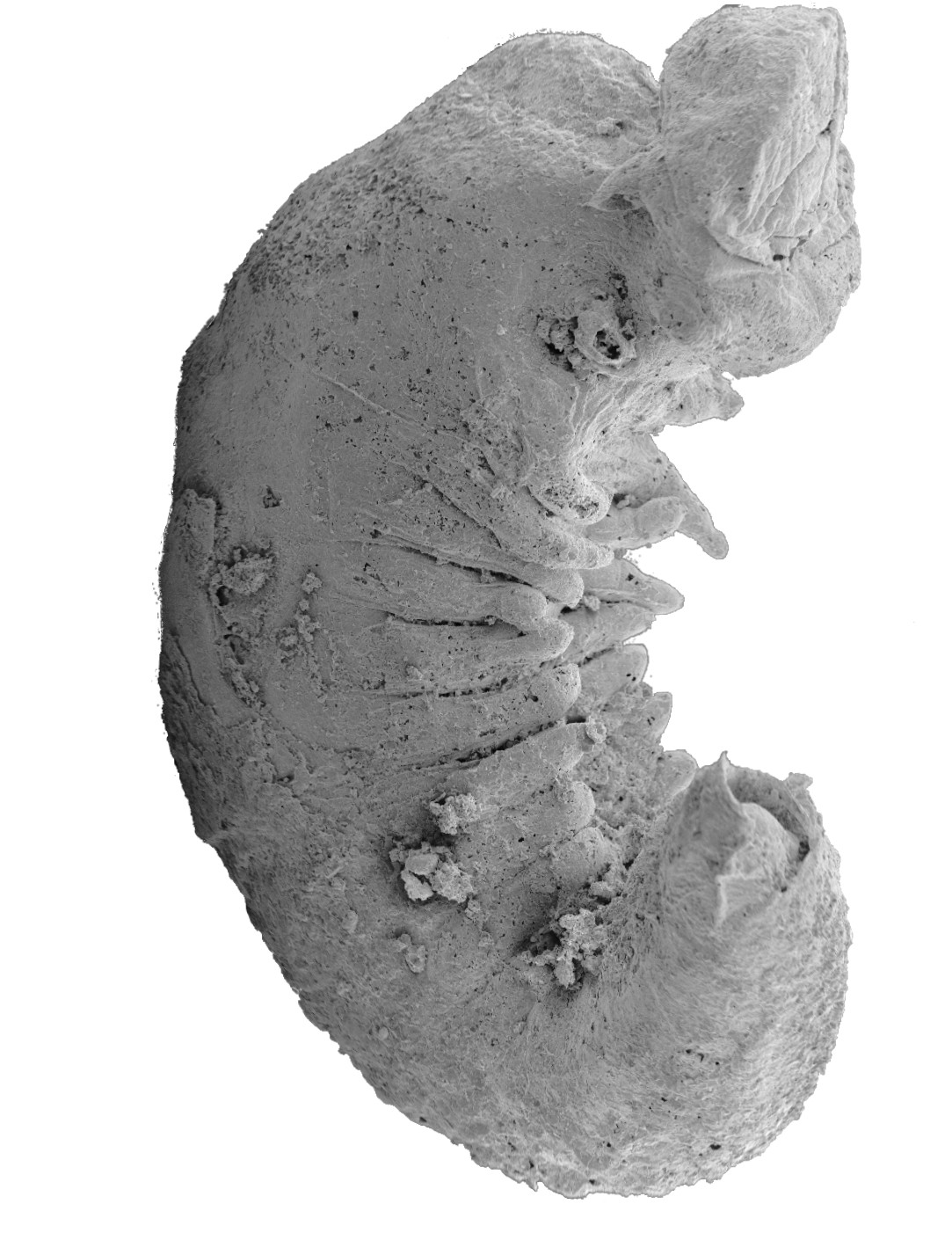 Un fósil de larva de 520 millones de años revela cómo evolucionaron los insectos