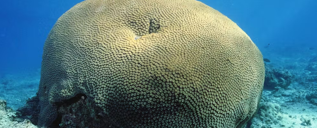 Este coral de 600 años revela importantes secretos del pasado: ScienceAlert