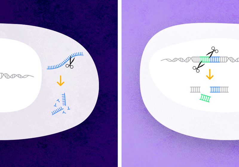 ¿Cuál es la diferencia entre el derribo y el derribo de genes? | TS Digest