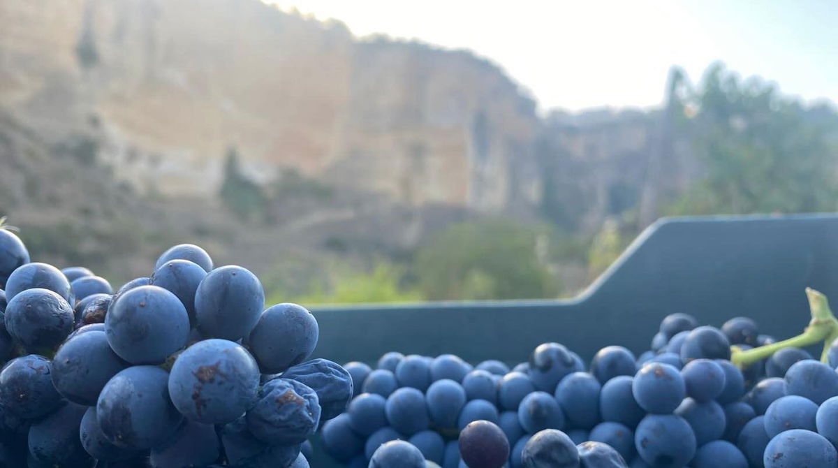 Cata de vinos en los Acantilados de Ronda « Euro Weekly News