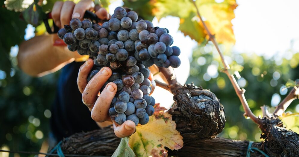 Vendimia temprana para los productores de vino de Ronda « Euro Weekly News
