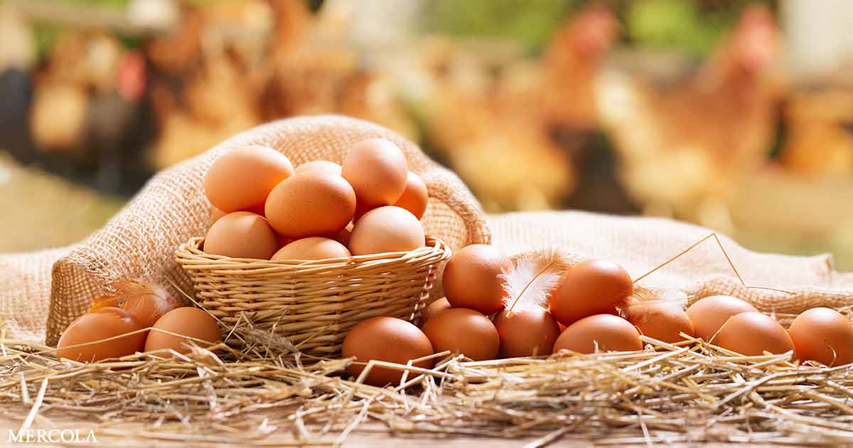 Por qué el huevo es la mejor parte de las gallinas