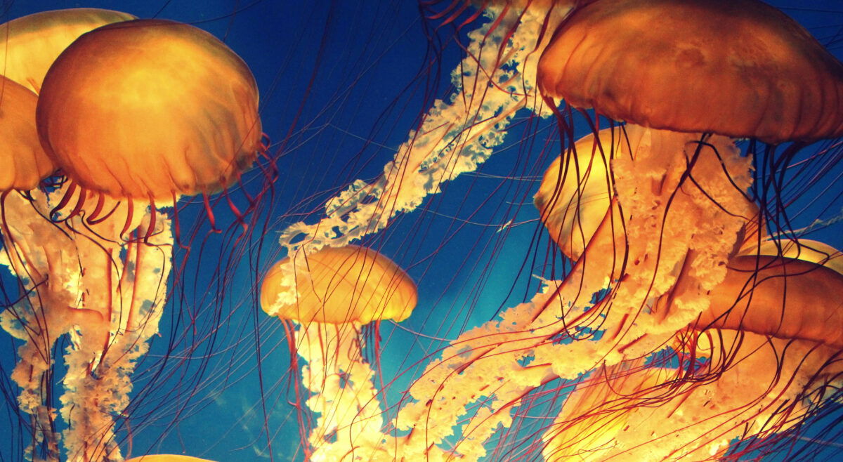Las medusas se alejan de la Costa del Sol « Euro Weekly News