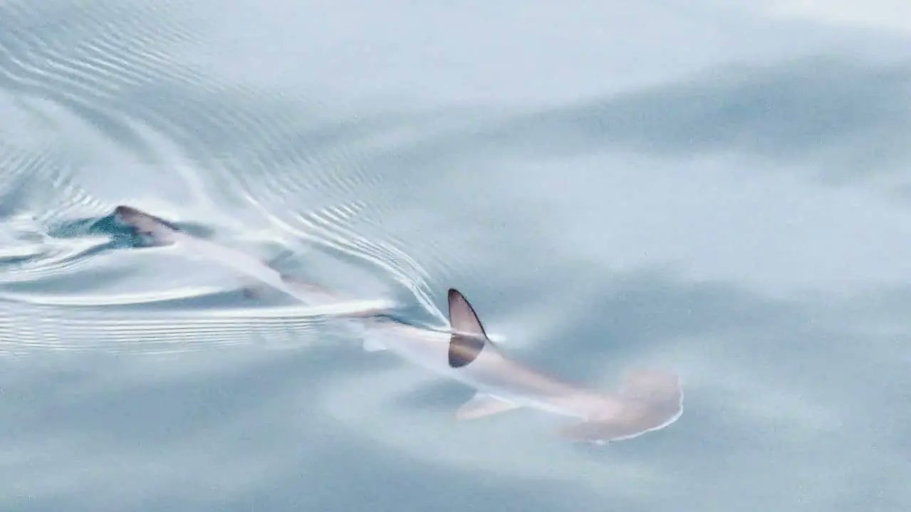 Vídeo: Avistan a un tiburón martillo nadando en el puerto de un importante destino turístico de España