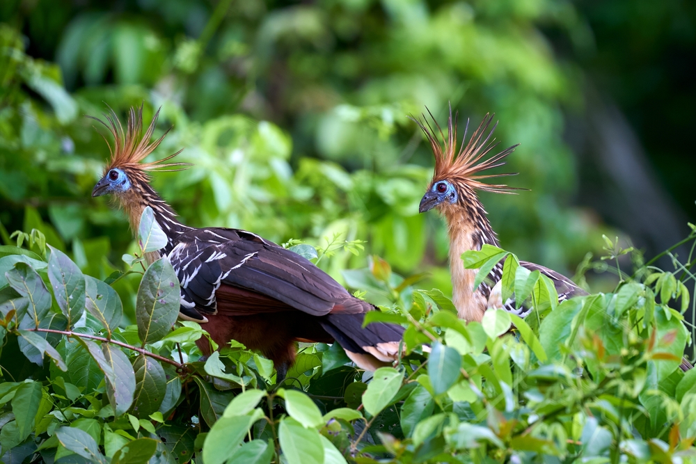 El hoatzin es un ave extraña y apestosa que podría convertirse en una estrella del ecoturismo