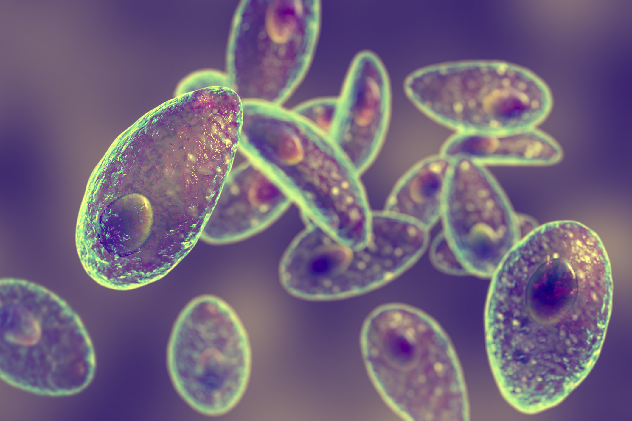 Un parásito común, el Toxoplasma gondii, podría algún día suministrar medicamentos al cerebro