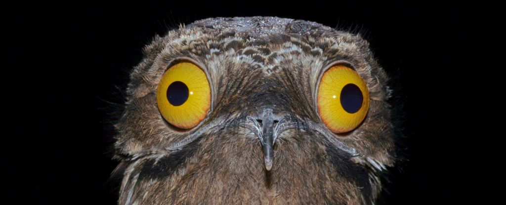 Hallan rastros de la catástrofe de los dinosaurios en los genes de las aves actuales