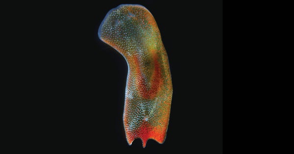 Los gusanos de aguas profundas que se regeneran aprovechan las algas vivas mientras se dividen en tres