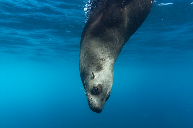Los leones marinos llevan cámaras para explorar hábitats submarinos ocultos en el sur de Australia