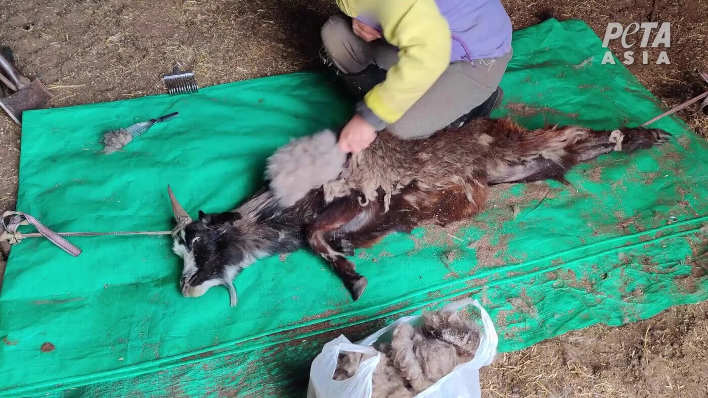 La empresa de cachemira de Brad Pitt engaña a sus clientes sobre la crueldad hacia las cabras: ¡exijamos acciones!