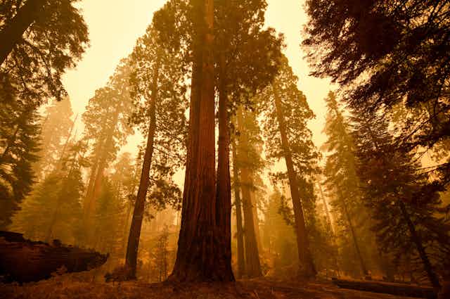 A los árboles no les gusta respirar el humo de los incendios forestales y aguantan la respiración para evitarlo