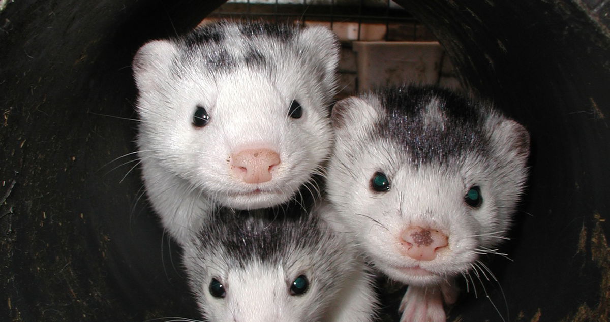 El apoyo a la cría de animales de peletería disminuye en Finlandia « Euro Weekly News