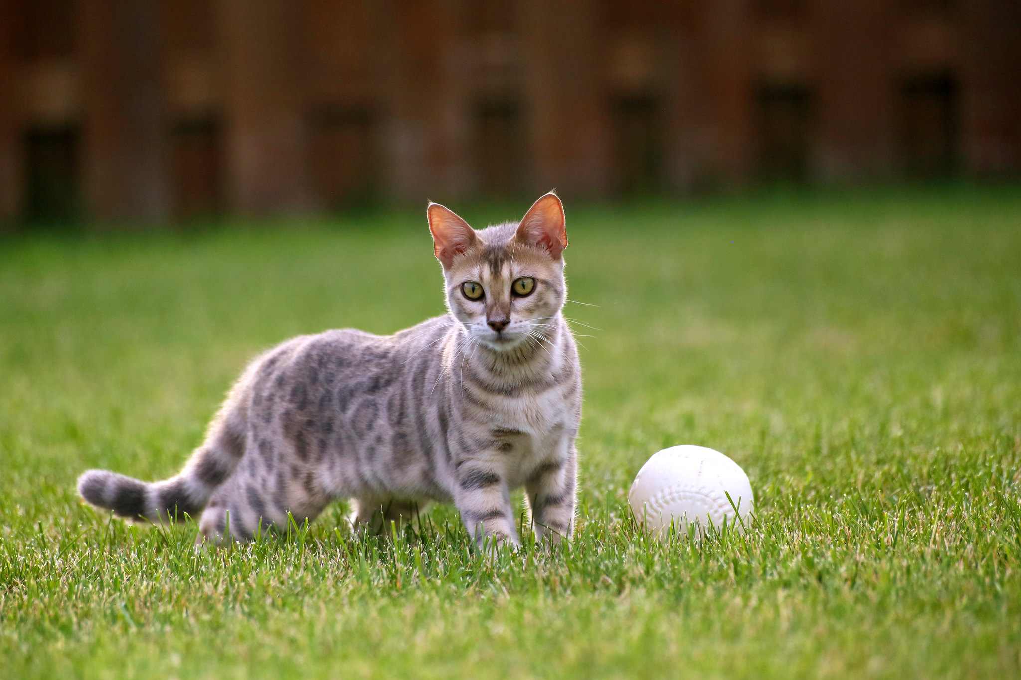 A los gatos y a los perros les gusta jugar a buscar objetos: es algo que tiene sus raíces en sus instintos de caza