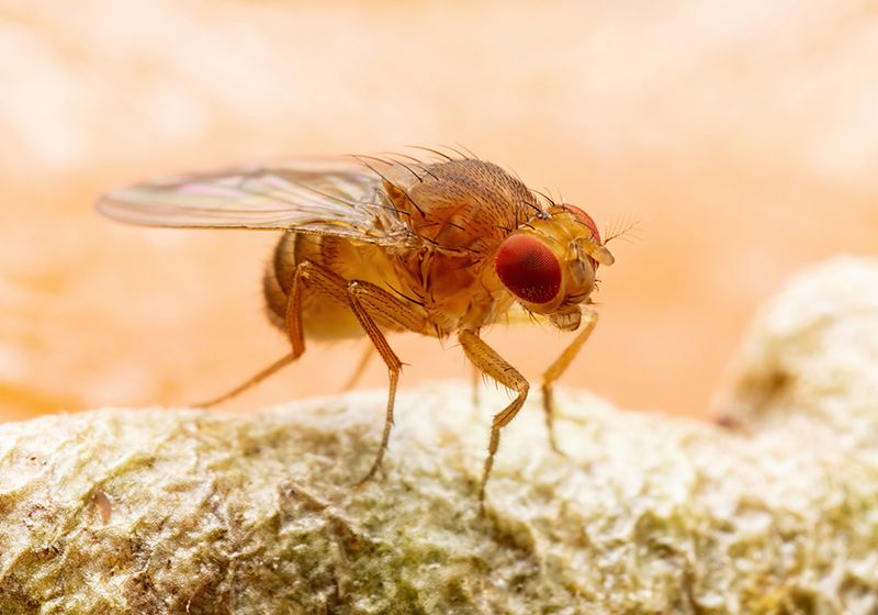 Un circuito neuronal que ayuda a las moscas a mantener su rumbo