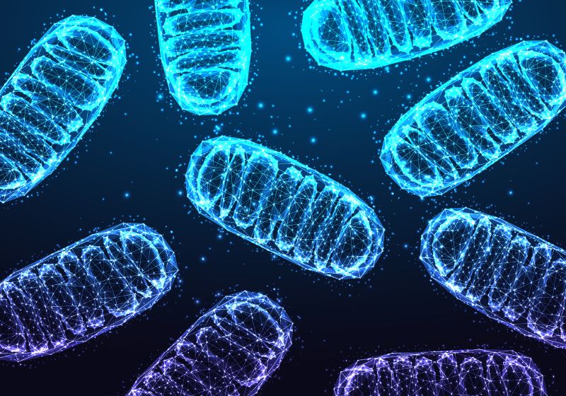 Las mitocondrias multifacéticas mantienen su misterio | The Scientist Magazine®