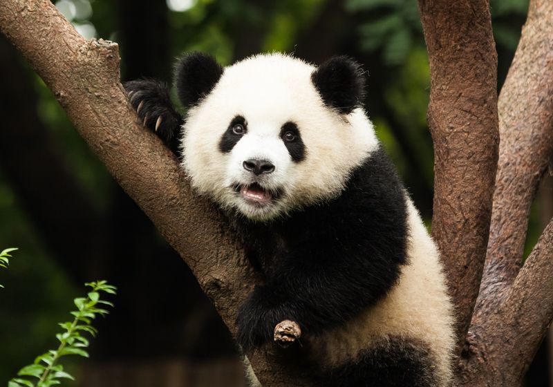 Las células madre podrían salvar al panda gigante