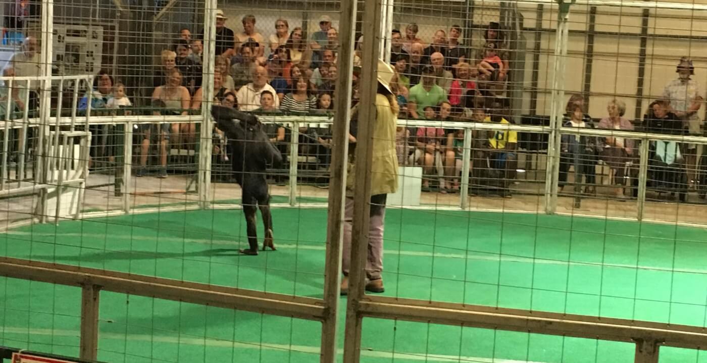 ¿Qué le pasó a Chance, el chimpancé que aparece en Chimp Crazy?