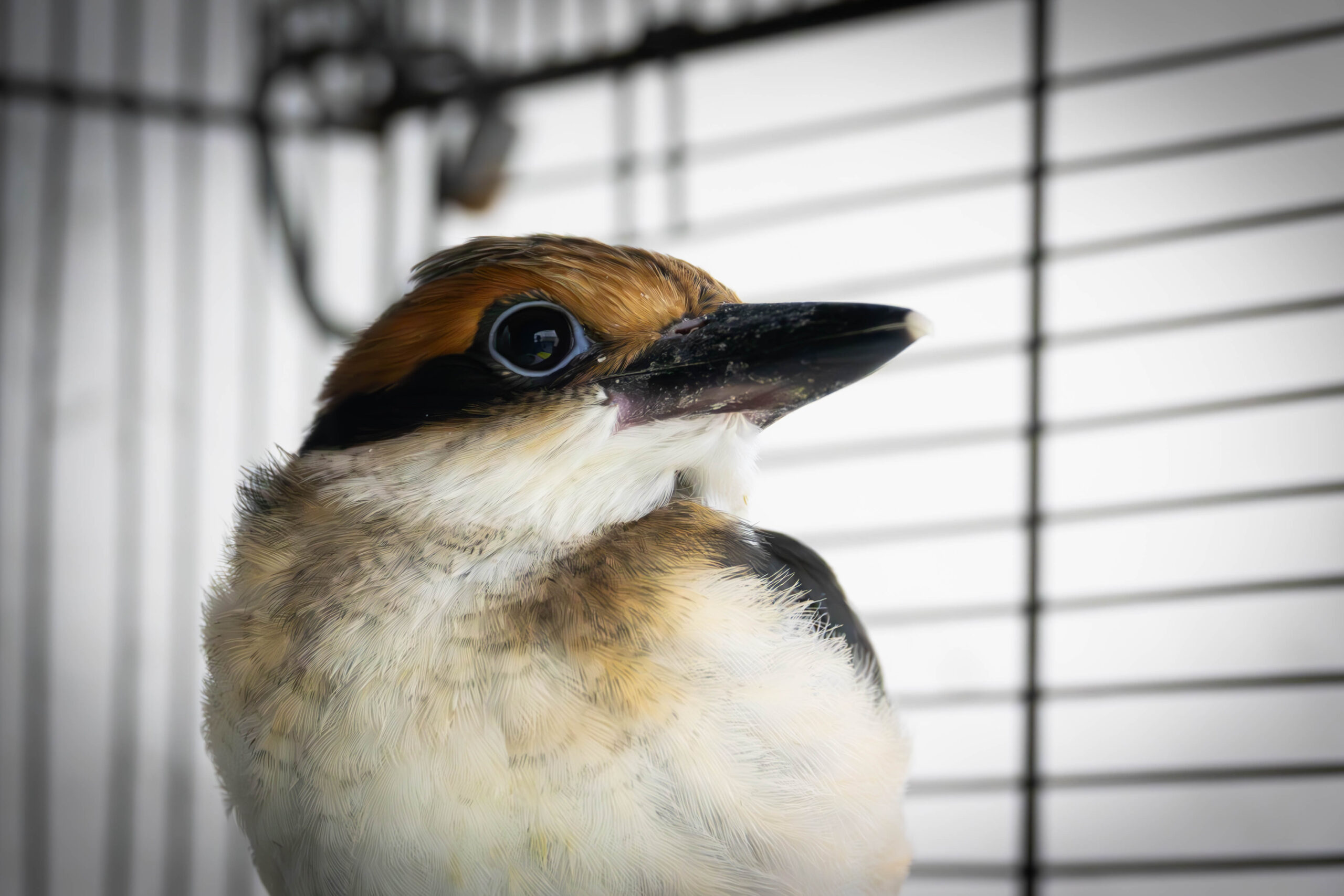 Aves extintas en estado salvaje nacidas en zoológicos de EE. UU. ahora vuelan libres en un nuevo hogar en una isla del Pacífico