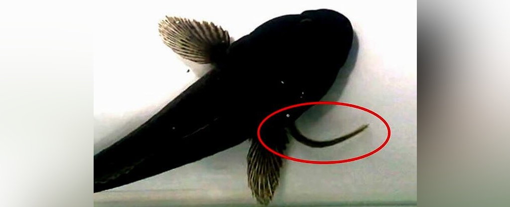 Impresionantes imágenes muestran cómo las anguilas escapan a la muerte tras ser tragadas: ScienceAlert
