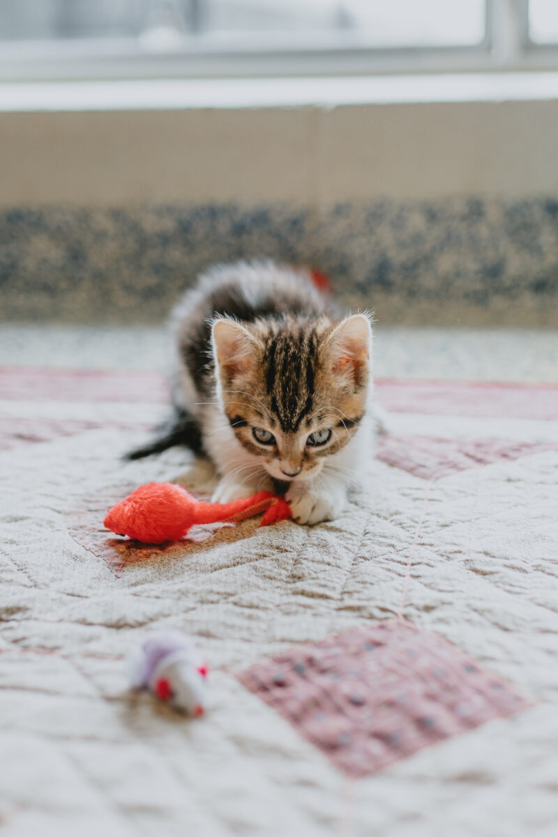 6 estilos de juego para tu gato