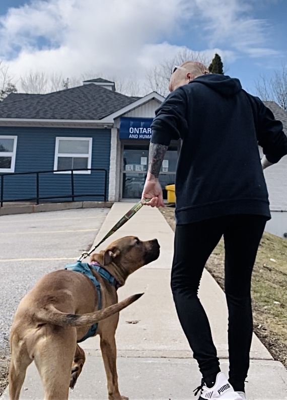 Consejos para paseos seguros para los perros – SPCA y Humane Society de Ontario