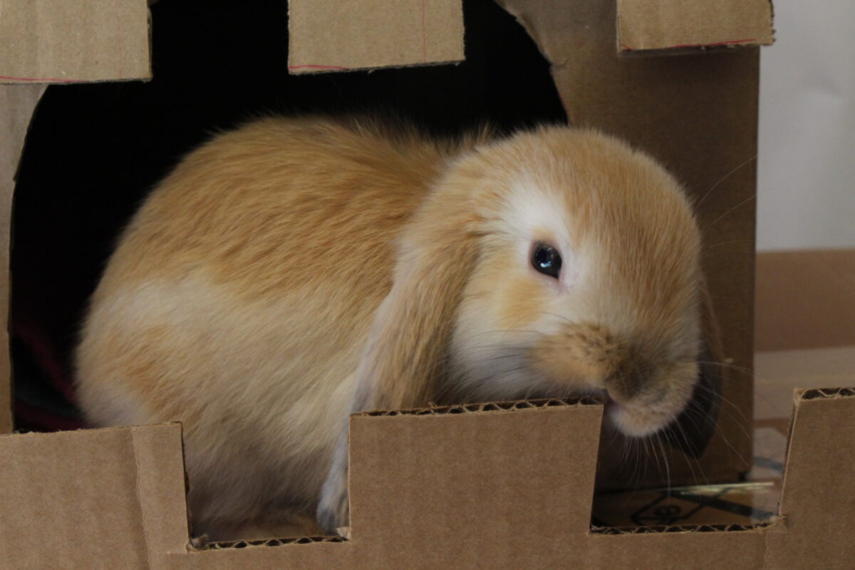 9 cosas que debes saber antes de adoptar un conejo