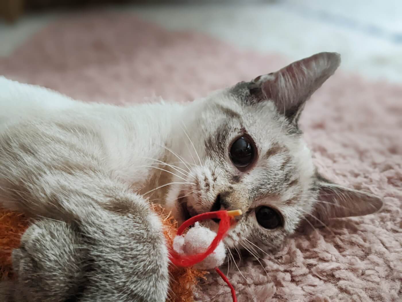 ¡El Sr. Baker adoptable quiere pasar sus días holgazaneando contigo!