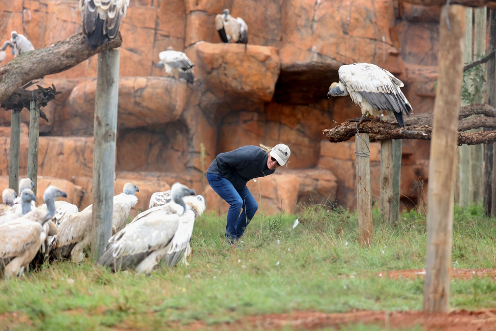 Los recorridos entre bastidores del zoológico de Cincinnati apoyan los esfuerzos de conservación globales