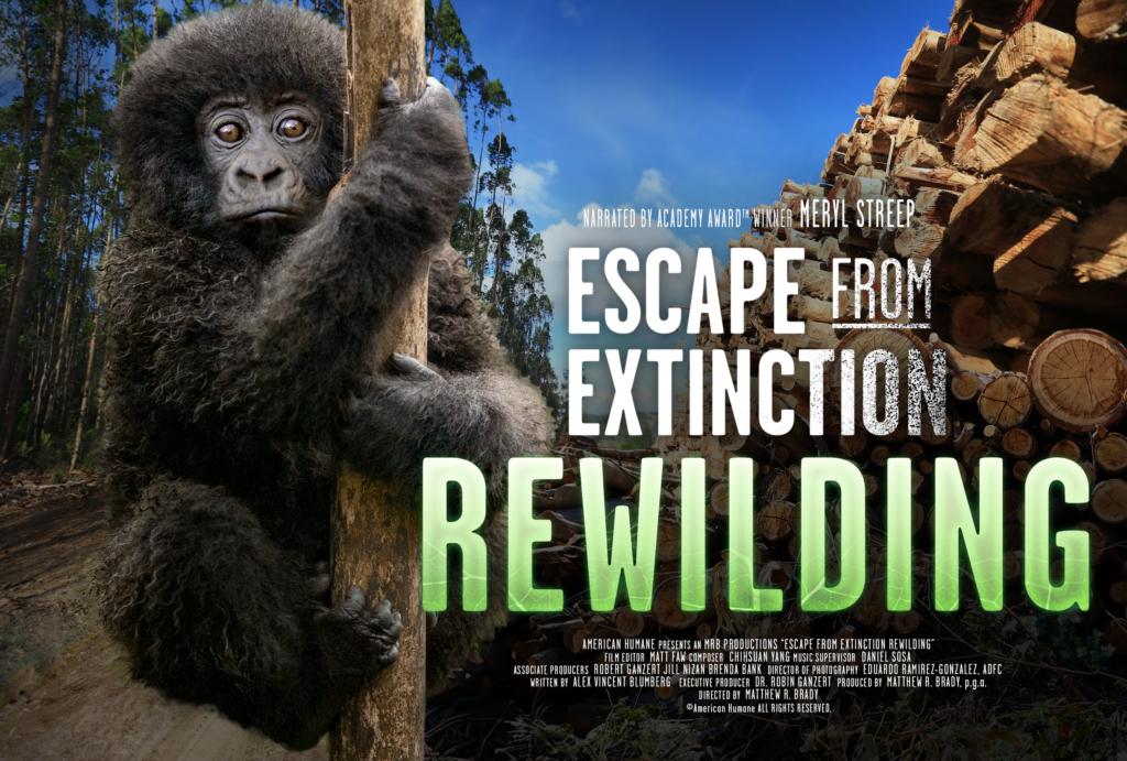 El nuevo documental de American Humane “Escape from Extinction Rewilding” se estrena en cines de todo el país – American Humane