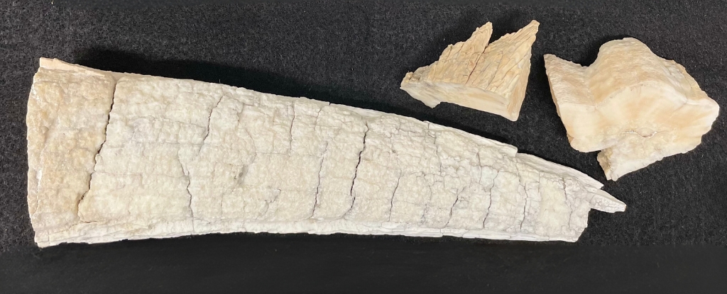 Los vikingos navegaron hasta los confines de la Tierra en busca de marfil, sugiere el ADN: ScienceAlert