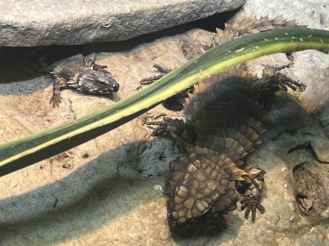 El zoológico de Cincinnati da la bienvenida a un bebé lagarto armadillo