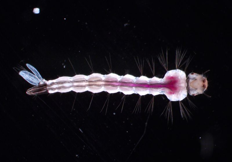 Sondas para mosquitos alimentadas por el intestino | TS Digest
