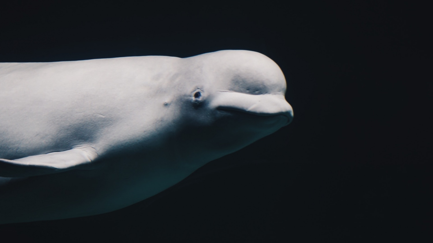 Hallan muerta en Noruega a la famosa “ballena espía” rusa; la causa de su muerte sigue siendo un misterio
