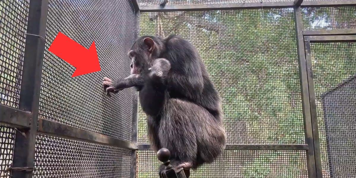 ¿Será Bow el chimpancé el próximo Travis o Buck?