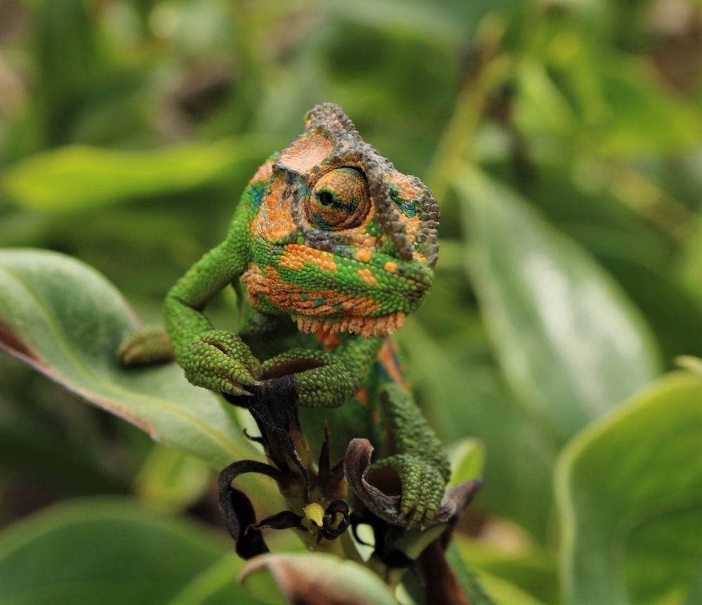 Inspirados por las técnicas de camuflaje natural, los humanos adaptaron patrones para la guerra