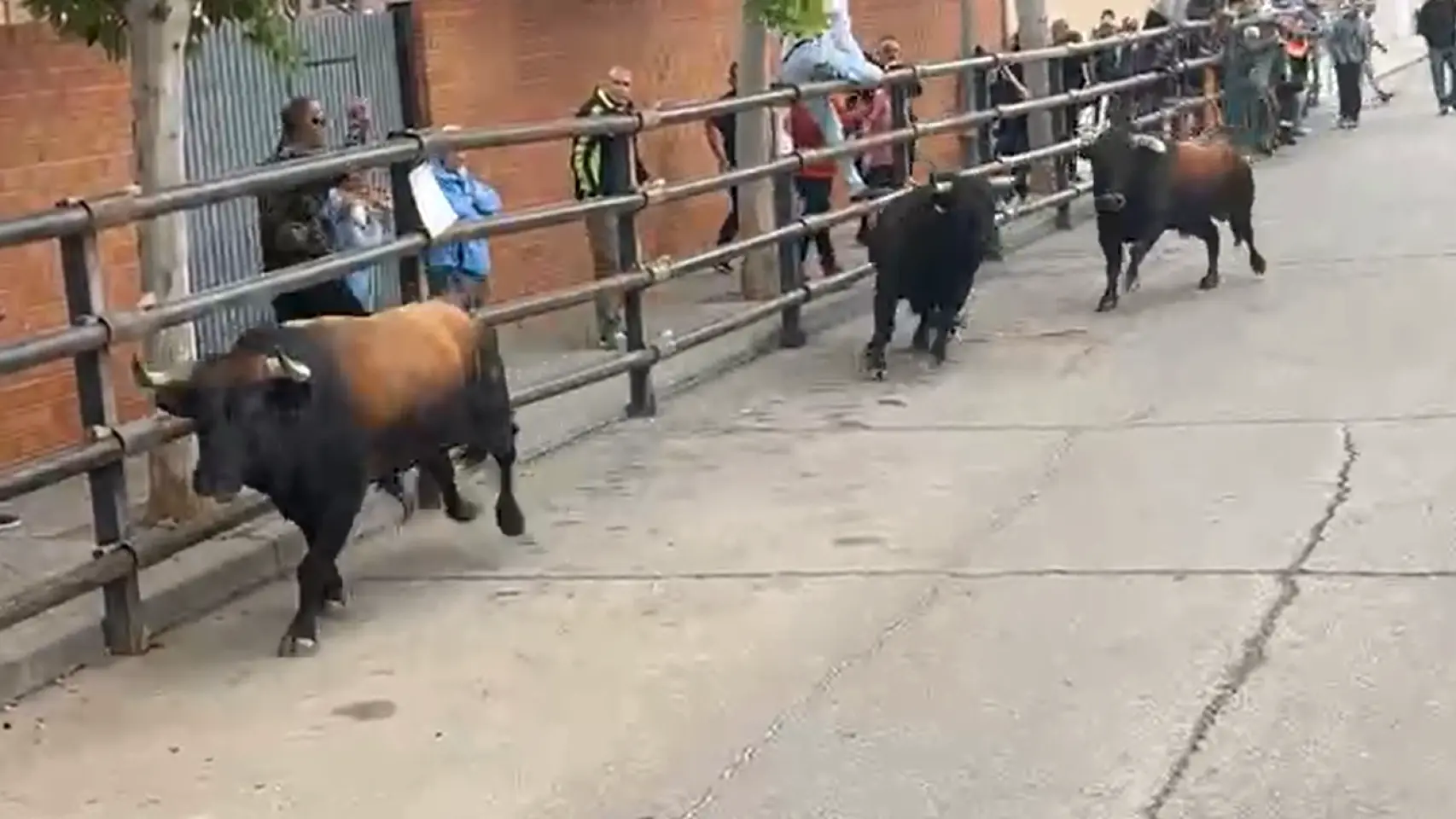 Mira: El aterrador momento en que un toro atraviesa una valla en España y cornea hasta matar a un hombre de 74 años antes de herir a una niña de cuatro años