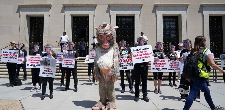 Mentiras y más mentiras: la audiencia sobre el caso Monkey en el Capitolio expone una industria engañosa