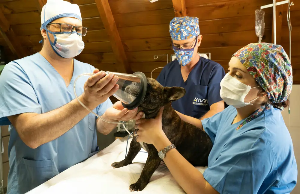Cómo romper la burbuja veterinaria – The European Magazine