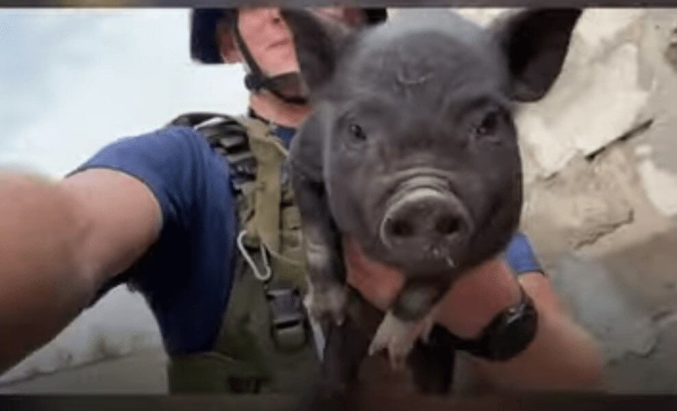 Estos cerditos escaparon de una zona de guerra gracias a los equipos apoyados por PETA en Ucrania