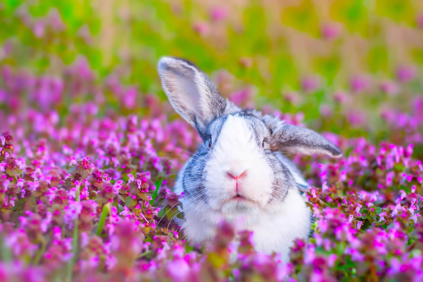 PETA celebra el final de las últimas ventas de conejos de Petco