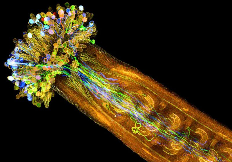 La danza oculta de la fertilización de las plantas | Resumen de TS