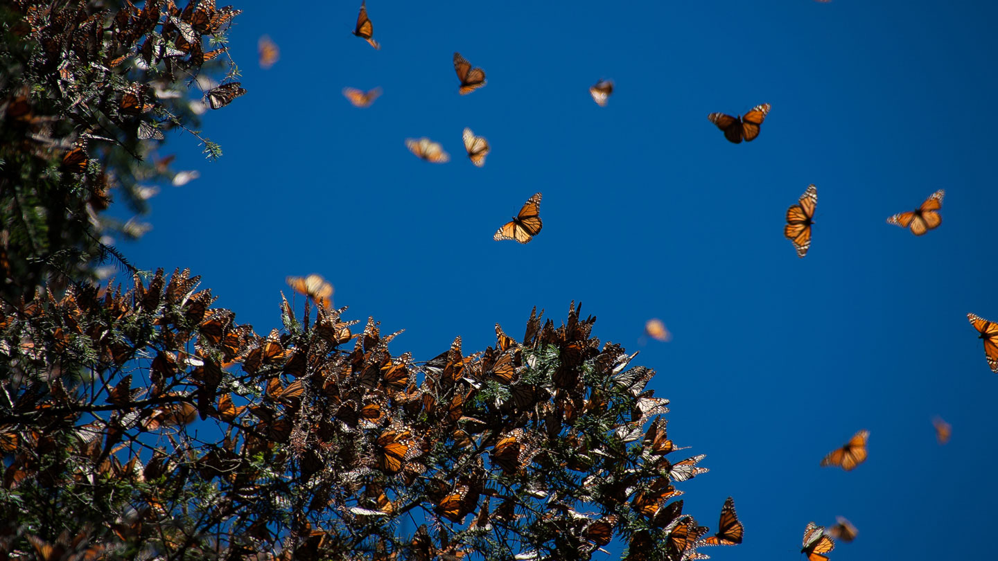 Salvar los bosques de oyameles de México podría ayudar a las mariposas monarca