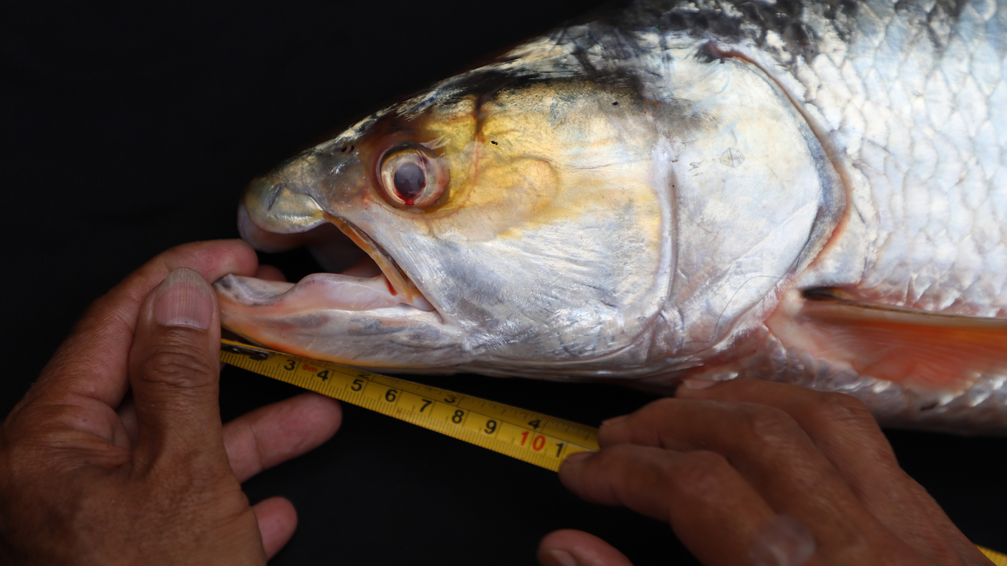 El megapez ‘fantasma del Mekong’ ha resurgido después de una amenaza de extinción