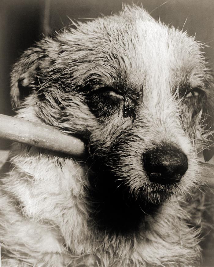 Lanzamiento aéreo de vacunas para eliminar la rabia canina en Texas: las décadas de investigación detrás de su éxito