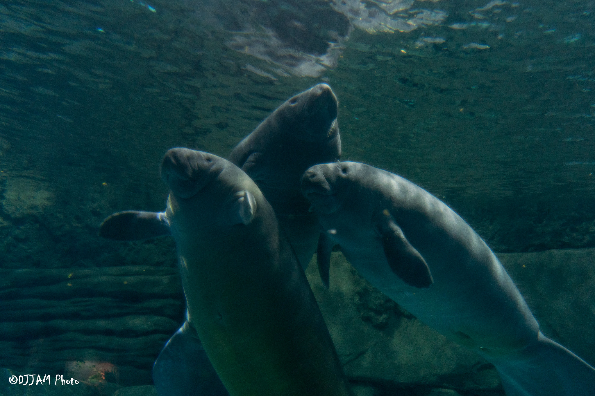 Tres manatíes huérfanos han llegado a Manatee Springs del zoológico de Cincinnati