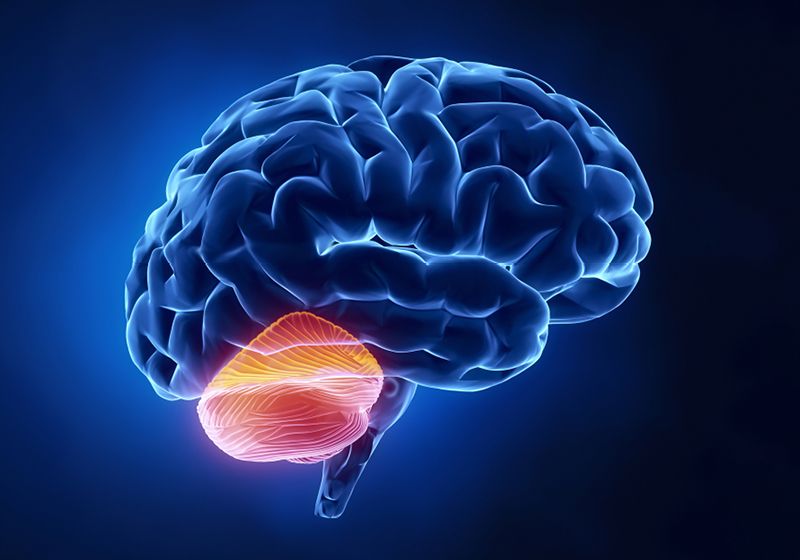 Se revela una nueva vía de desmontaje de los cilios en neuronas en maduración