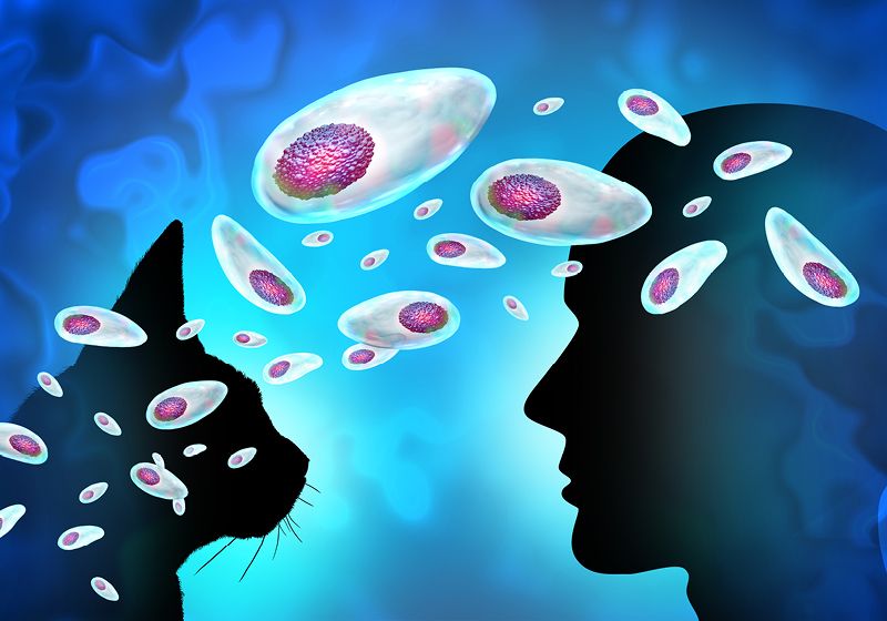 Parásitos genéticamente modificados introducen de contrabando terapias en el cerebro