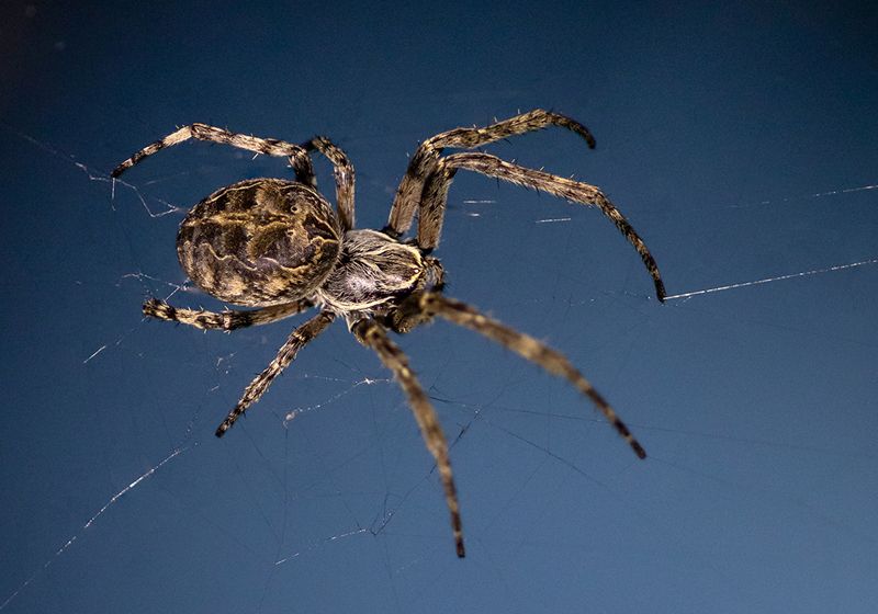 Decodificando la red de proteínas en la seda de araña