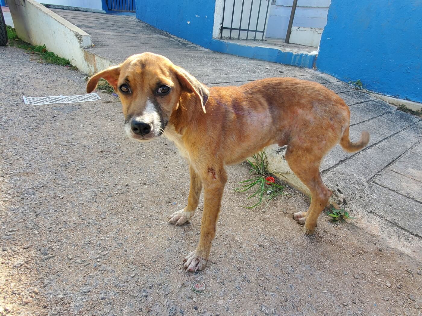 VIDEO: El perro Gordon rescatado en México