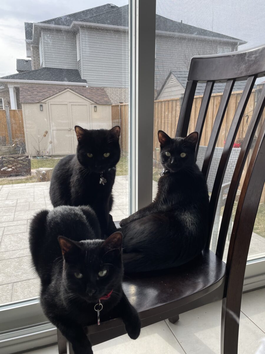 Consejos para introducir un gato en tu casa